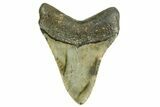 Fossil Megalodon Tooth - North Carolina #361722-1